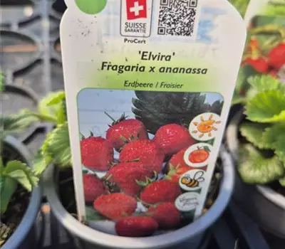 Fragaria vesca var. semperflorens 'Elvira'