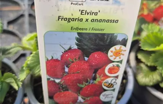 Fragaria vesca var. semperflorens 'Elvira'