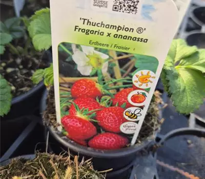 Fragaria ananassa 'Thuchampion'