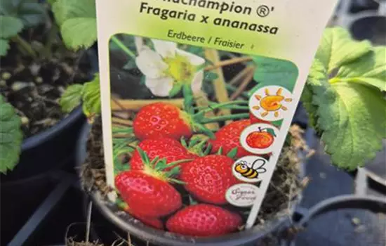 Fragaria ananassa 'Thuchampion'