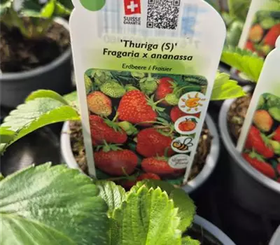 Fragaria x ananassa 'Thuriga' 