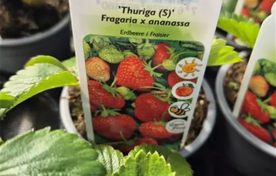 Fragaria x ananassa 'Thuriga' 