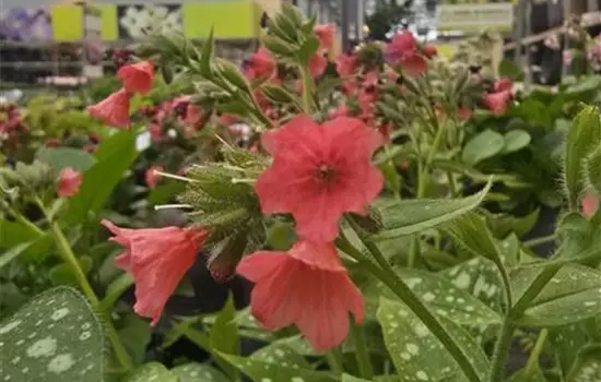 Pulmonaria 'Shrimps on the Barbie'