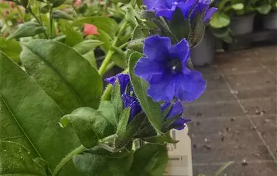 Pulmonaria 'Trevi Fountain'