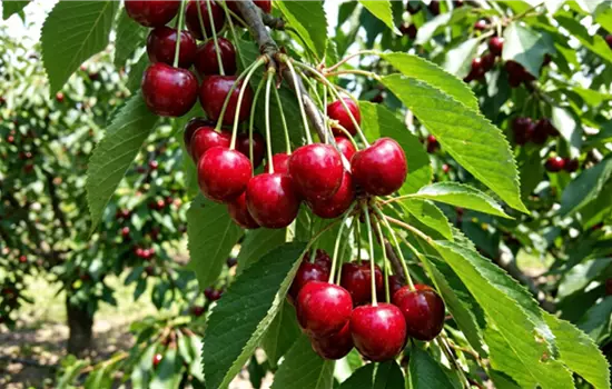 Prunus avium 'Sylvia'