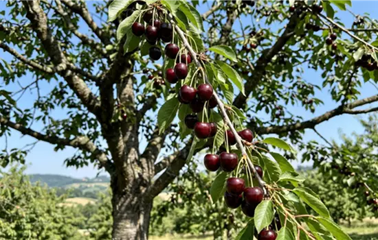 Prunus 'Basler Langstieler'