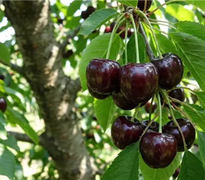 Prunus avium 'Schauenburger'