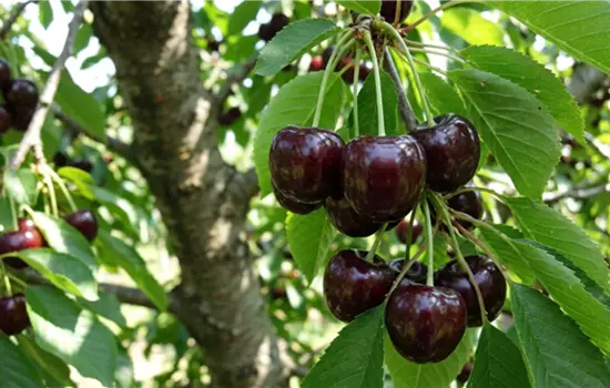Prunus avium 'Schauenburger'