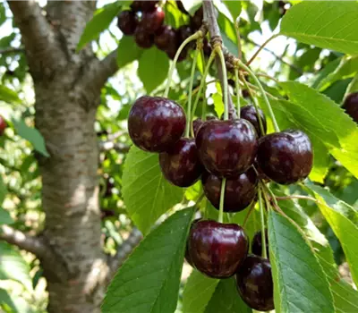 Prunus avium 'Magda'