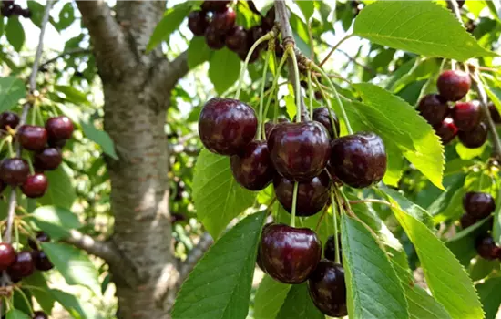 Prunus avium 'Magda'
