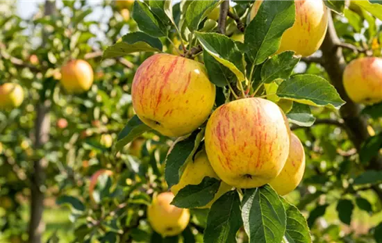 Malus domestica 'Maigold'