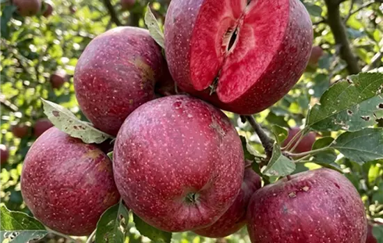 Malus domestica 'Vitalstar'
