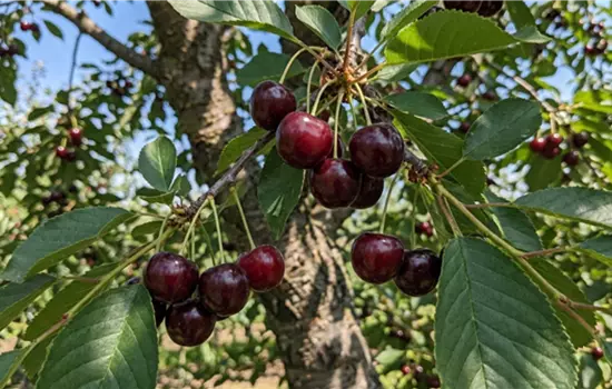 Prunus cerasus 'Morellino'