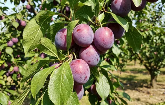 Prunus 'Damassine'