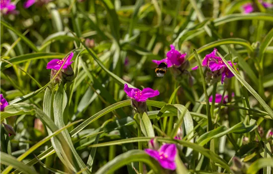 Tradescantia andersoniana 'Karminglut'