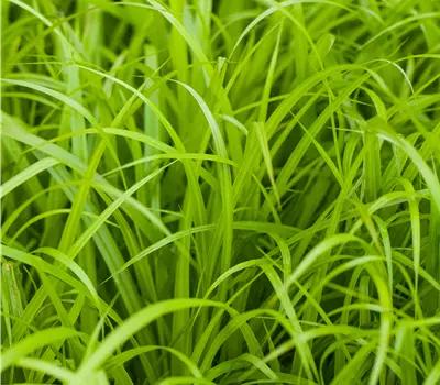 Carex pendula