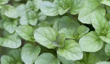 Menthe bergamote