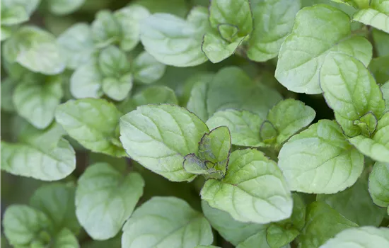 Mentha citrata