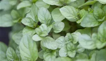Menthe bergamote