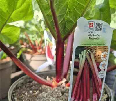Rheum 'Canada Red' 