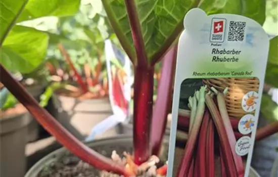 Rheum 'Canada Red' 