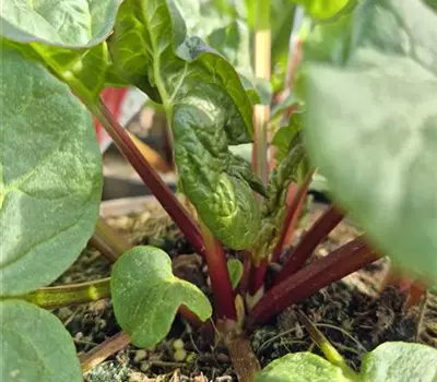 Rheum 'Livingstone'