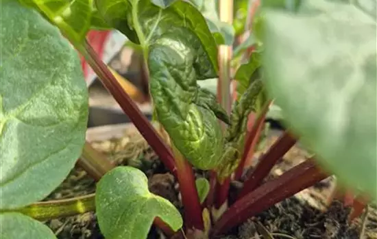 Rheum 'Livingstone'