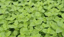 Menthe bergamote