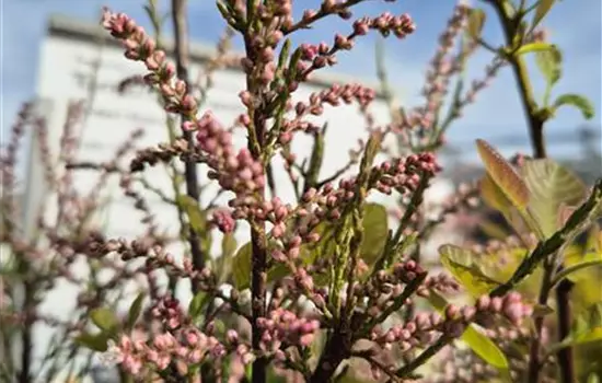 Tamarix tetrandra