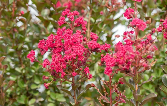 Lagerstroemia ind.'Caroline Beauty'