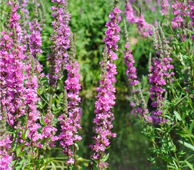 Lythrum salicaria