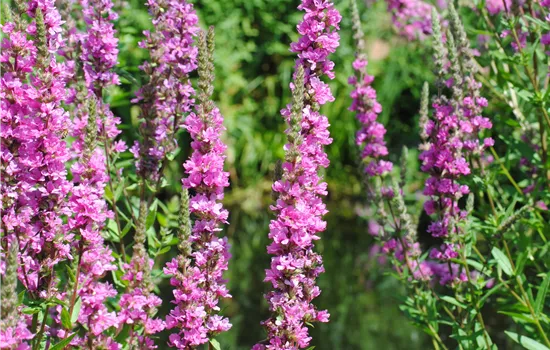 Lythrum salicaria 'Robert'