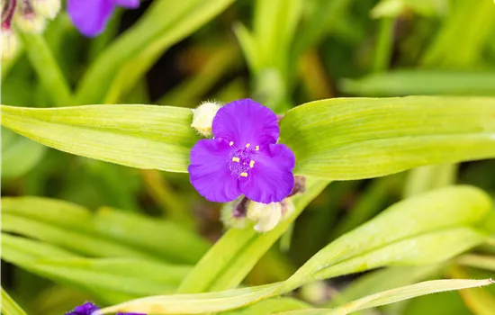Tradescantia andersoniana 'Leonora'