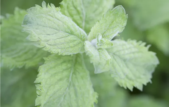 Mentha spicata 'Mojito'