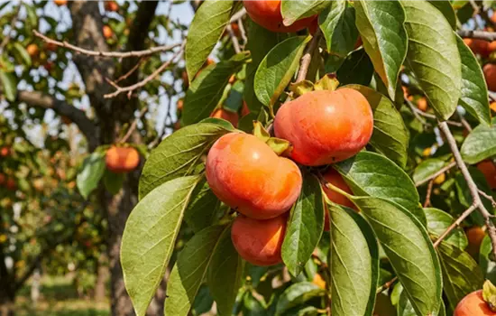 Diospyros kaki 'Jiro'