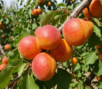Prunus 'Elsa'