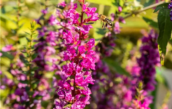 Lythrum salicaria 'Robin'