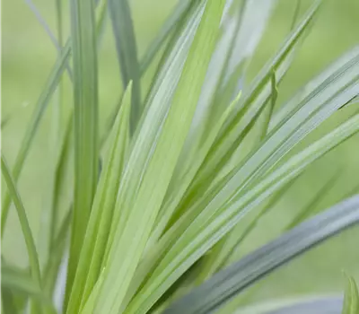 Carex morrowii 'Irish Green'