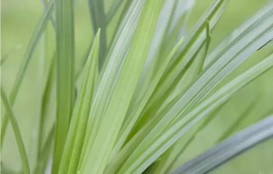 Carex morrowii 'Irish Green'