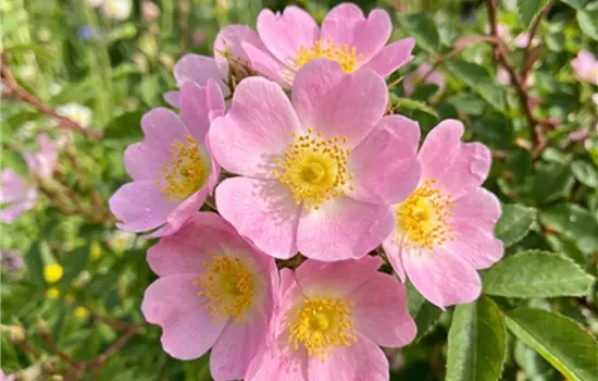 Rosa majalis ®
