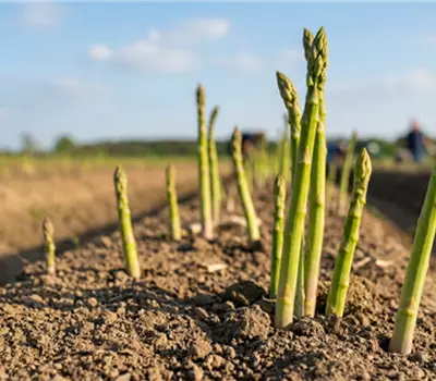 Asparagus officinalis 'Steiners Steiniva'