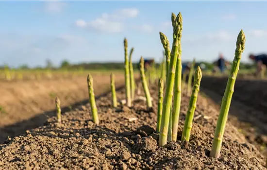 Asparagus officinalis 'Steiners Steiniva'