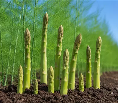 Asparagus 'Aspalim'