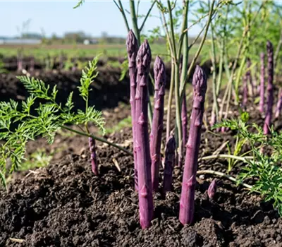 Asparagus 'Erasmus'