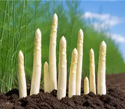 Asparagus 'Frühlim'
