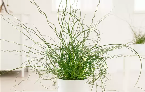 Juncus effusus 'Spiralis'