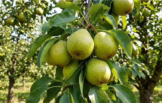 Pyrus 'Büschelibirne'