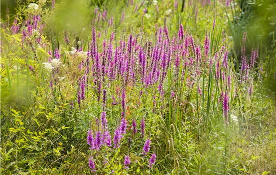 Lythrum virgatum 'Dropmore Purple'