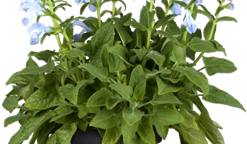 Sauge des prés