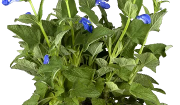 Sauge des prés